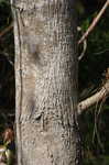 Boxelder